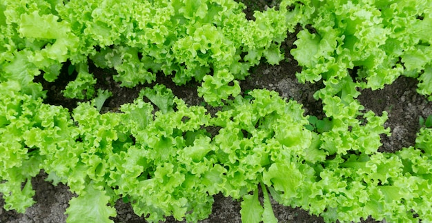 Grüner Salat im Garten im Gewächshaus. Anbau von Salat und Gemüse auf einem Bauernhof in einem Gewächshaus im Sommer. Konzept für Landwirtschaft und gesunde Ernährung.