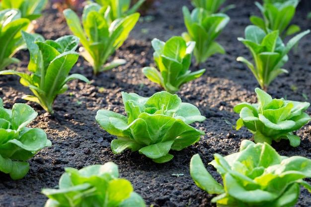 Grüner Salat im Gemüsegarten