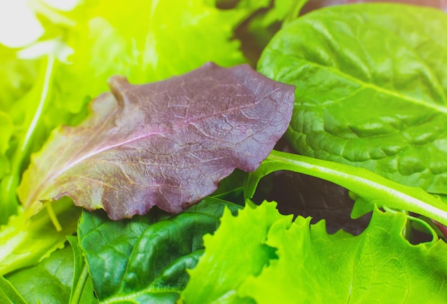 Grüner Salat Rucola und Spinatblätter Nahaufnahme Frischer Salat Textur Hintergrund Vegetarische gesunde Ernährung Gemüse- und Vitaminprodukte Makrofoto