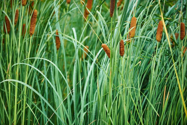 Grüner Schilfhintergrund