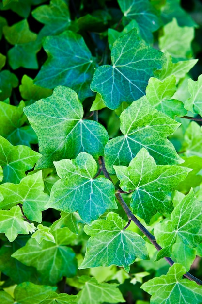 Grüner Sommer lässt Musterhintergrund.