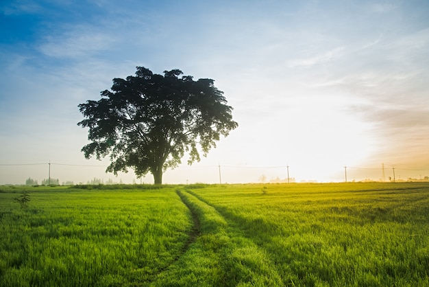 Grüner Sonnenaufgang der Weide.