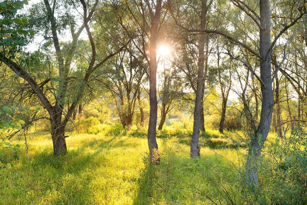 Grüner sonniger Park. Landschaft mit Sonne, die durch Bäume scheint