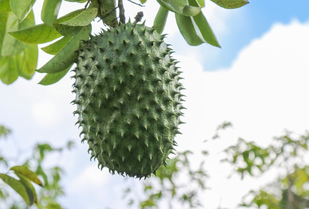 Grüner Soursop oder Prickly Custard Apple auf Baum.