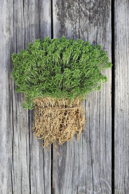 Grüner Sphagnum-Moosstrauß auf dem Holztisch mit Nahaufnahme