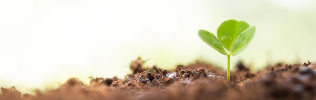 Grüner Sprössling, der aus dem Boden wächst, neu oder Starter- oder Anfängerkonzept Triebe aus Samen im s