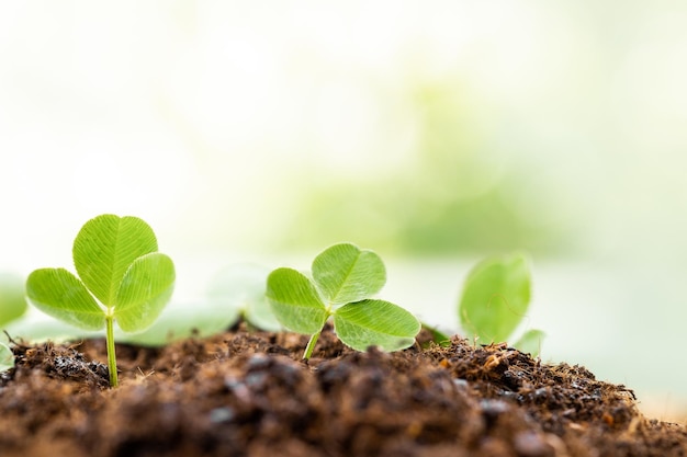 Grüner Sprössling, der im Garten mit Sonnenschein wächst