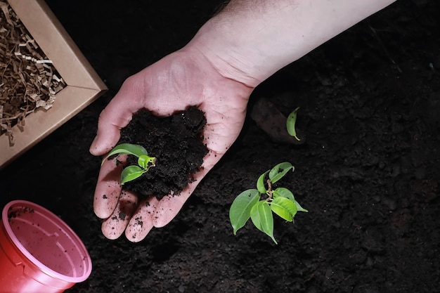 Grüner Spross auf dem Boden. Frühlingskonzept. Sämlinge im Boden. Die Natur zu aktualisieren ist eine Idee. Hände pflanzen einen Sprössling in den Boden.