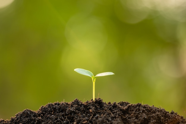 Grüner Spross, der im Boden mit Sonnenlicht im Freien und grünem Unschärfehintergrund wächst. Wachstums- und Umweltkonzept