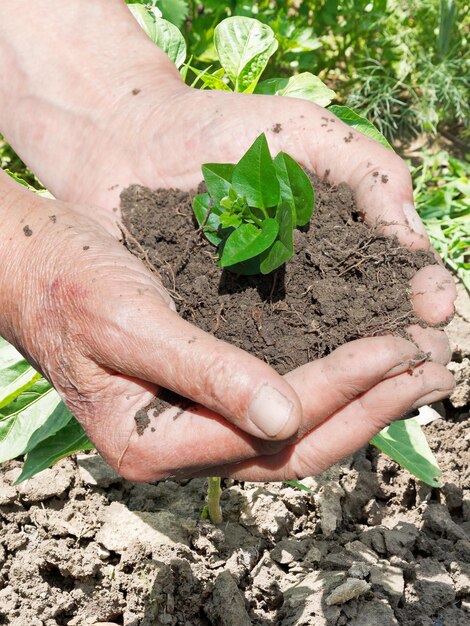 Grüner Spross in Bauernhänden