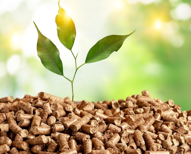 Grüner Sprossen in einem kleinen Haufen Holzpellets mit Bokeh-Hintergrund