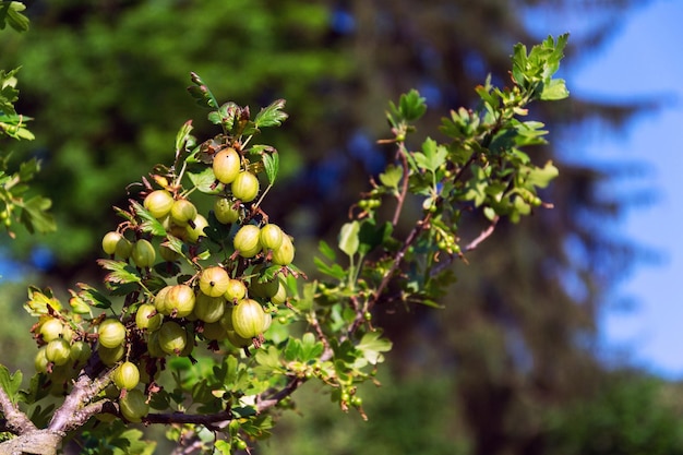 Grüner Stachelbeerfruchtbusch Ribes uvacrispa im Garten