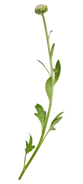 Grüner Stamm der Chrysantheme mit weißer, nicht geblasener Knospe
