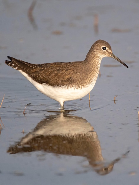 Grüner Strandläufer Tringa Ochropus Toledo Spanien