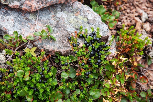 Grüner Strauchempetrum mit schwarzen Beeren auf einem großen Stein im Sommer auf der Kola-Halbinsel in der Tundra Region Murmansk xARußland