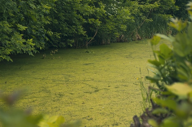 Grüner Sumpf im Wald