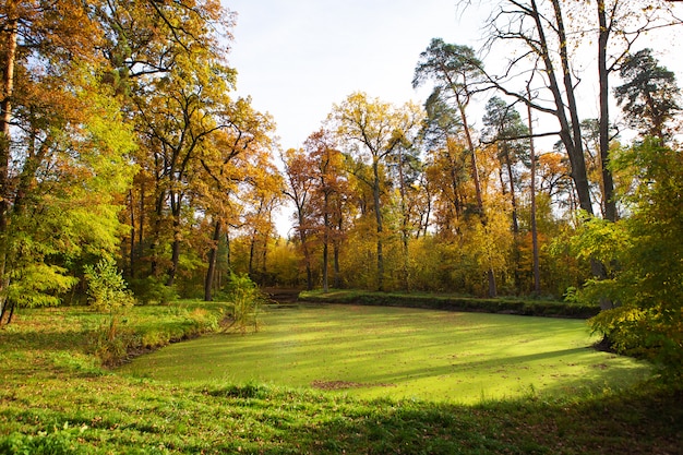 Grüner Sumpf innerhalb des Waldes. Schöner und warmer Herbst.