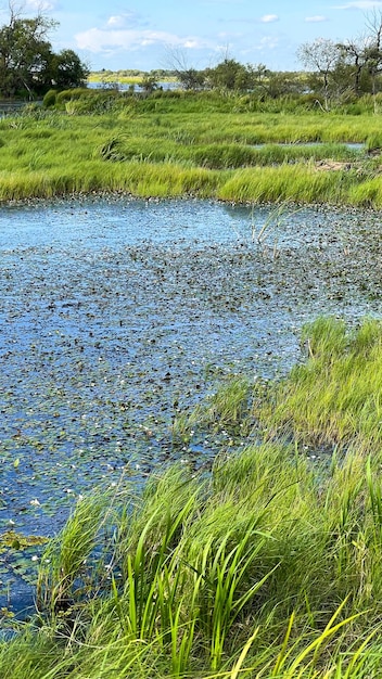 grüner Sumpf mit stehendem Wasser