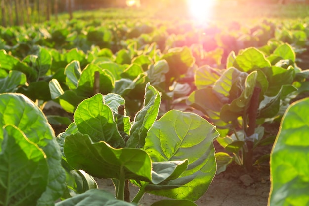 Grüner Tabak wächst auf einer Tabakfarm in den Strahlen der untergehenden Sonne