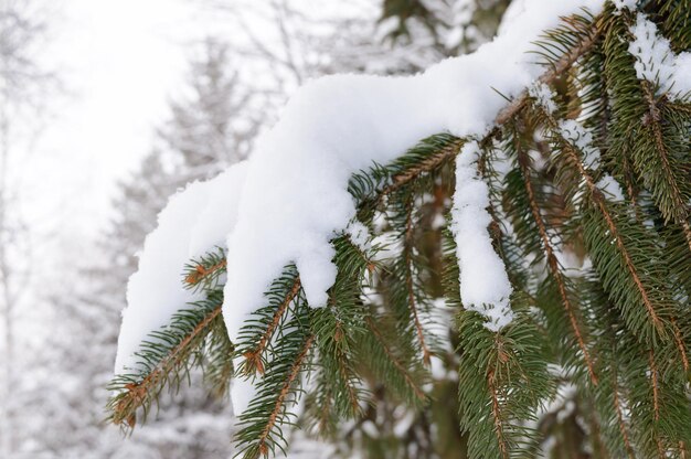 Grüner Tannenzweig unter der Schneekappe. Winterlandschaft.