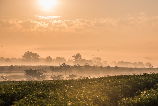 Grüner Tee Bauernhof am Morgen