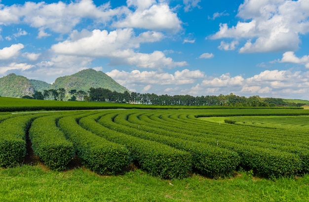 Grüner Tee-Bauernhof, Tee-Plantage in Thailand