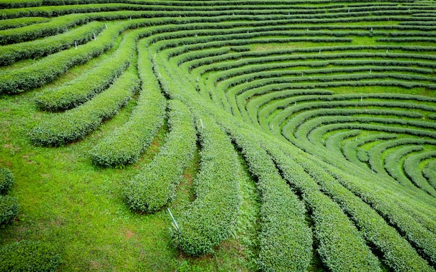 Grüner Tee des landwirtschaftlichen Bereichs auf Bergchiang Rai Thailand