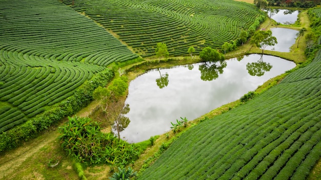 Grüner Tee des landwirtschaftlichen Bereichs auf Bergchiang Rai Thailand