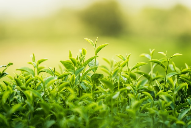 Grüner Tee und frische Blätter