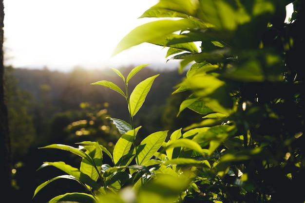 Grüner Teebaum Assam Teeblätter auf dem Berg am Abend