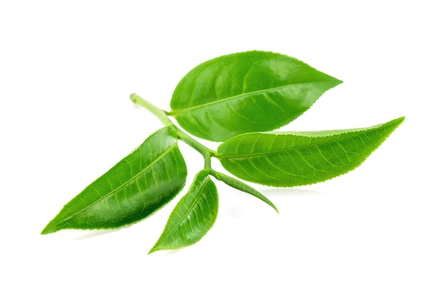 Grüner teeblatt auf weiß