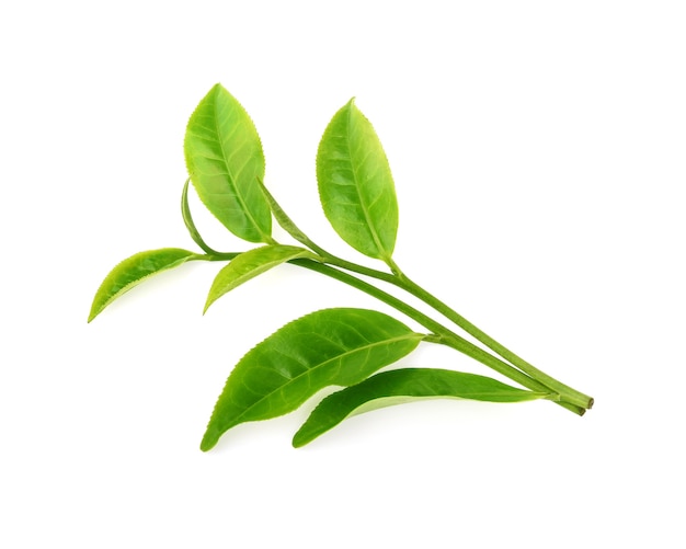 Grüner Teeblatt isoliert
