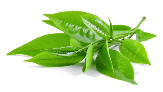 Grüner Teeblatt lokalisiert auf Weiß