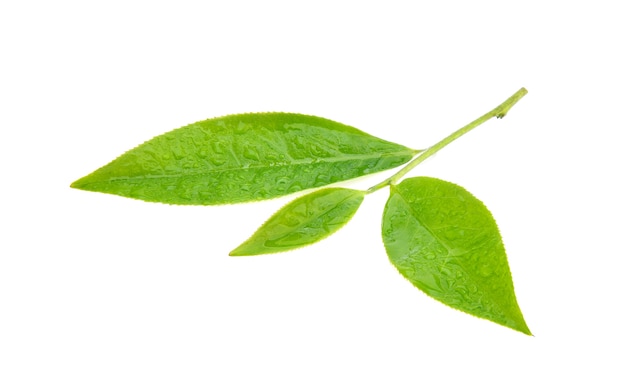 Grüner Teeblatt mit Wassertropfen auf weißem Hintergrund.