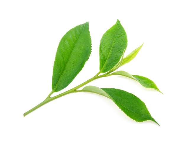 Grüner Teeblatt mit Wassertropfen auf weißem Hintergrund