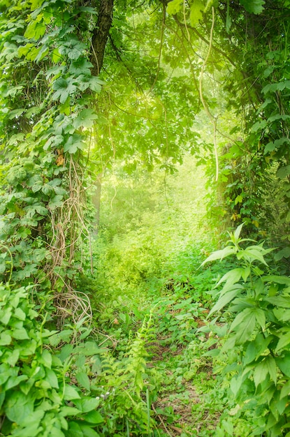 Grüner tiefer Wald der Fantasie