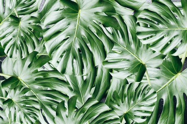 Grüner tropischer Blätterhintergrund. Monstera Zimmerpflanze. Umweltfreundliches Foto.