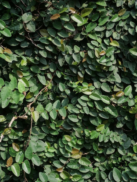 Grüner tropischer Hintergrund