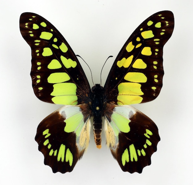 Grüner tropischer Schmetterling Graphium cyrnus lokalisiert auf Weiß. Schmetterlinge sammeln. Papilionidae.