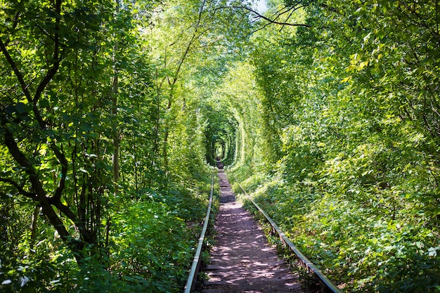 Grüner Tunner im Wald. Liebesplatz.