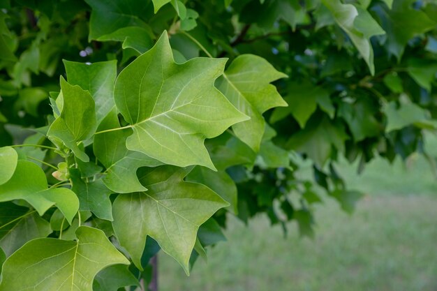 Grüner, üppiger, natürlicher Hintergrund aus Sycamore-Blättern, Ahornblättern, Rahmen, flache Lage, schöne Gartenlaub-Textur oder Blattmuster, Draufsicht