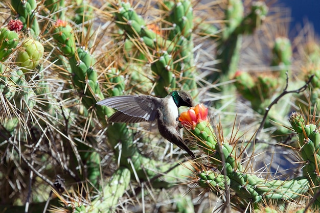 Grüner und blauer Kolibri