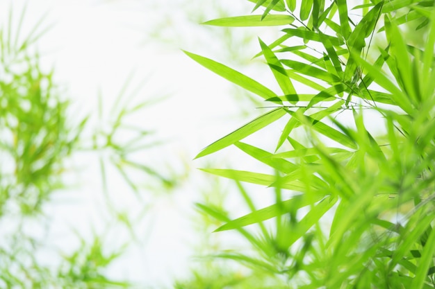 Grüner und gelber Bambus verlässt Hintergrund in der Natur.