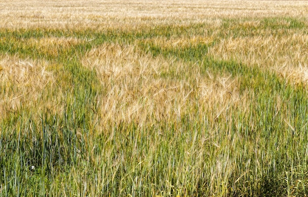 Grüner und gelber Hafer oder anderes Getreide auf landwirtschaftlichen Flächen, Landwirtschaft für Ertrag und Gewinn