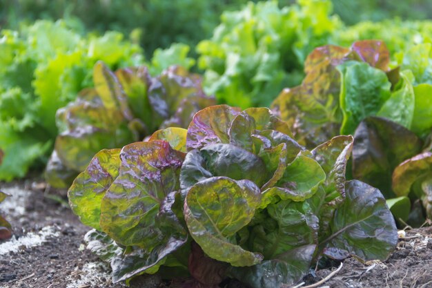 Grüner und purpurroter gelockter Kopfsalat verlässt im Biogarten