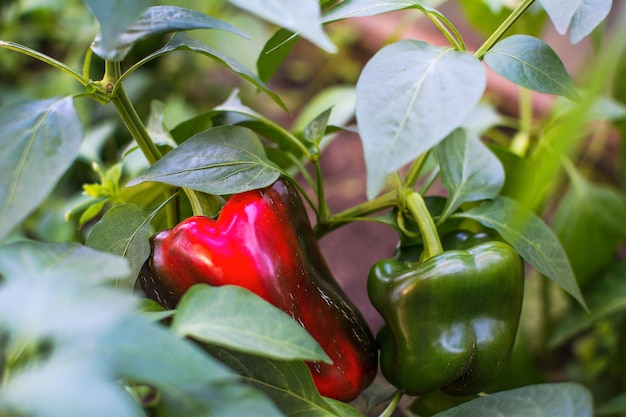 Grüner und roter grüner Pfeffer, der im Garten wächst