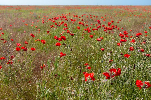 Grüner und roter schöner Mohnblumenblumenfeldhintergrund