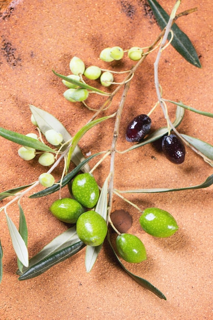 Grüner und schwarzer Olivenzweig