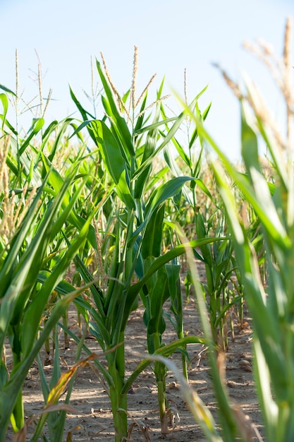 Grüner unreifer Mais - Landwirtschaftliches Feld, auf dem grüner unreifer Mais, Landwirtschaft, Himmel wachsen