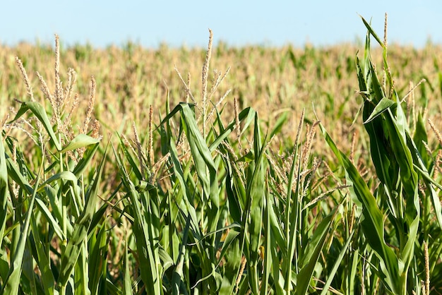 grüner unreifer Mais